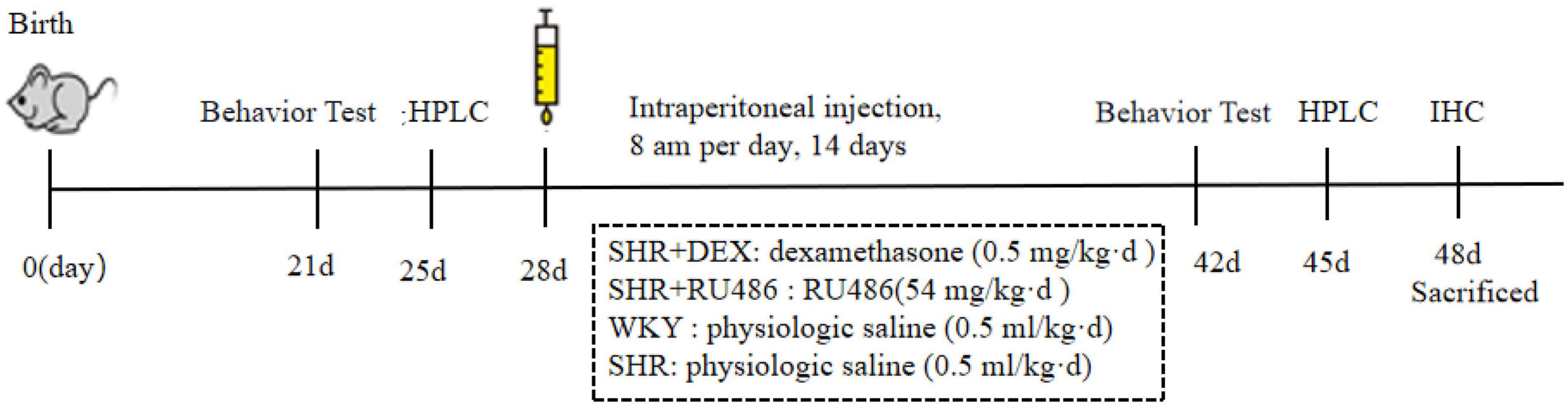 Disturbed relationship between glucocorticoid receptor and 5-HT1AR/5-HT2AR in ADHD rats: A correlation study